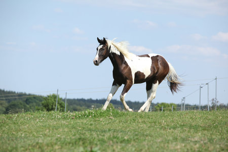 Nice young paint horse running on pastureの写真素材
