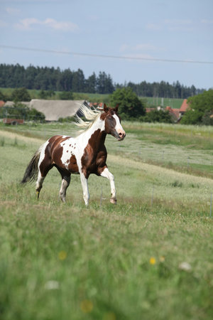 Amazing Paint horse stallion running on pasture in summerの写真素材