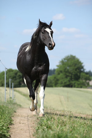 Amazing Paint horse stallion running on pasture in summerの写真素材