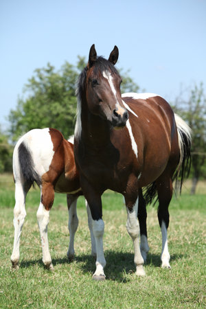 Beautiful paint horse mare with her foal togetherの写真素材