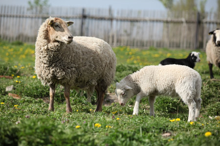 Nice sheep with lamb on the garden in springの写真素材