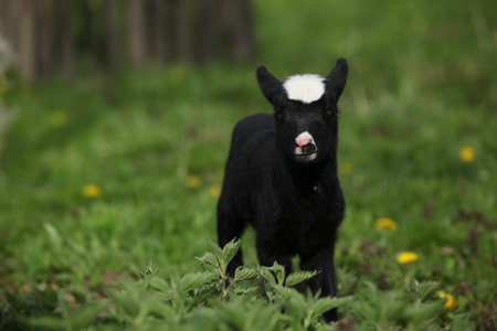 Little lamb with dandelions on the garden in spring