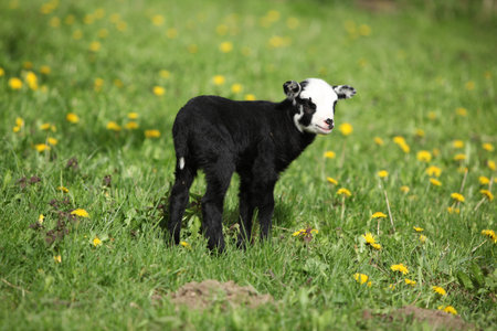 Little lamb with dandelions on the garden in spring