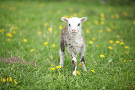 Little lamb with dandelions on the garden in spring