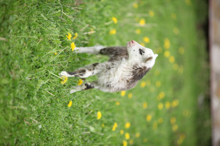Little lamb with dandelions on the garden in spring