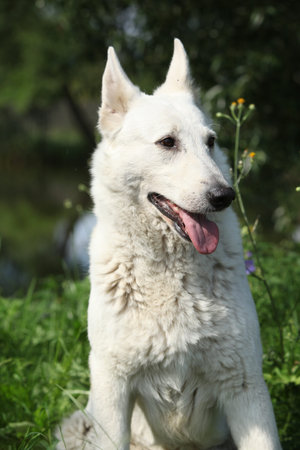 Portrait of beautiful White Swiss Shepherd Dog in nature