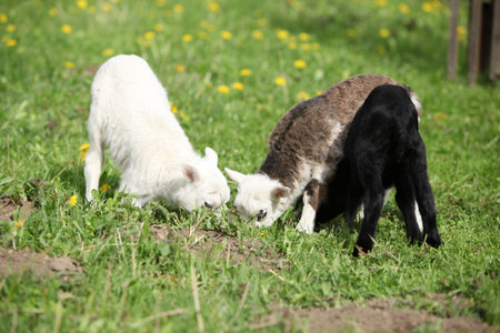 Little lambs and goatling with dandelions on the garden in springの写真素材