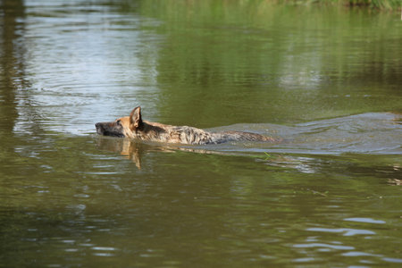 german shepherd in the water, sunny hot dayの写真素材