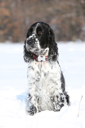 English Springer Spaniel looking at you, winter timeの写真素材