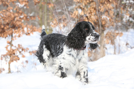 English Springer Spaniel moving in snow, winter timeの写真素材