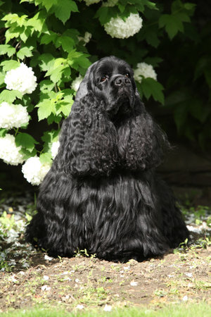 Cocker spaniel sitting in beautiful gardenの写真素材