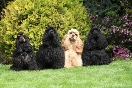 Band of American cocker spaniel together in the gardenの写真素材