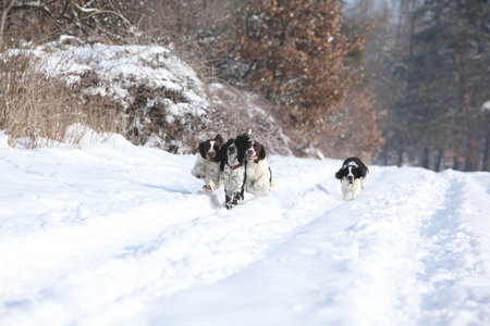 English Springer Spaniel moving in snow, winter timeの写真素材