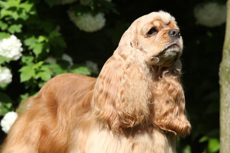 Amazing dog alone in beautiful gardenの写真素材