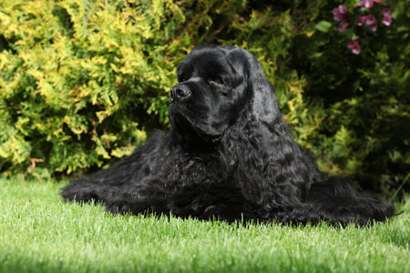 American cocker spaniel lying on the grass in beautiful gardenの写真素材