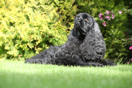 Cocker spaniel lying on the grass in beautiful gardenの写真素材