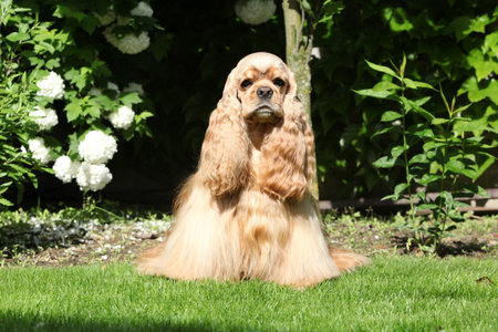American cocker spaniel in beautiful gardenの写真素材