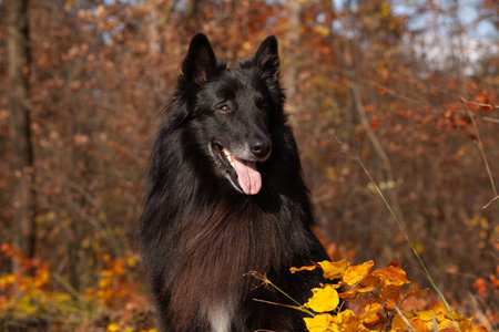 Portrait of a Belgian shepherd, Groenendael, in autumnの写真素材