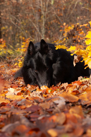Amazing belgian shepherd, groendeael, lying in leaves in Autumnの写真素材