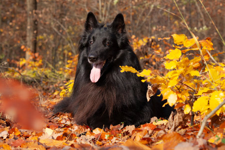 Amazing belgian shepherd, groendeael, lying in leaves in Autumnの写真素材