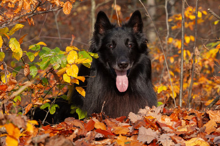 Amazing belgian shepherd, groendeael, lying in leaves in Autumnの写真素材