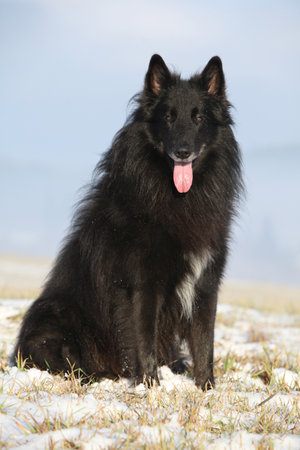 Nice belgian shepherd groenendael sitting in winterの写真素材