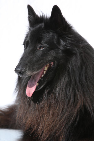 Portrait of nice belgian shepherd groenendael on white backgroundの写真素材
