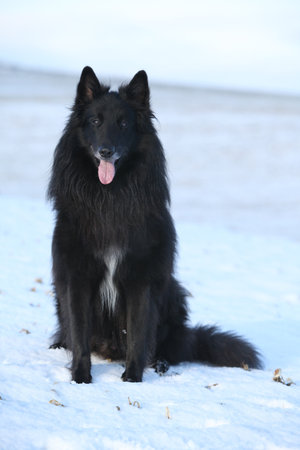 Nice belgian shepherd groenendael looking at you in winterの写真素材