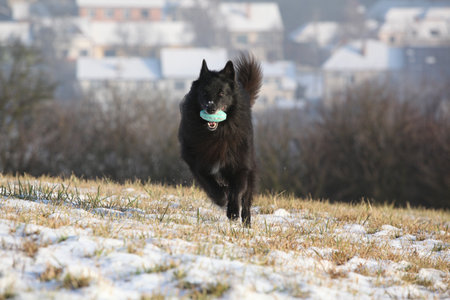 Belgian shepherd, groenendael, running in winter with a toyの写真素材