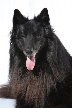 Portrait of nice belgian shepherd groenendael on white backgroundの写真素材