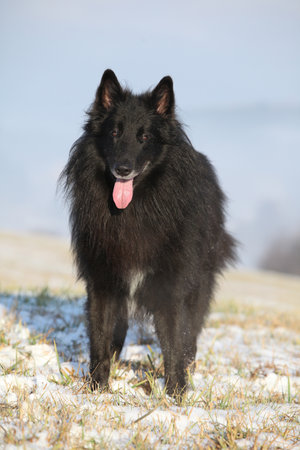 Nice belgian shepherd groenendael standing on a field in winterの写真素材