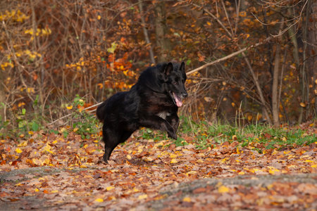 Amazing belgian shepherd groenendael running in autumnの写真素材