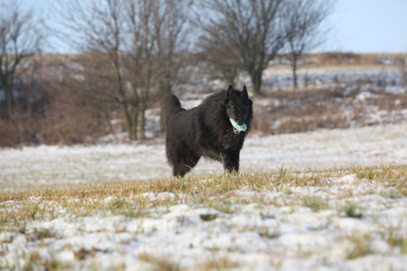 Belgian shepherd, groenendael, running in winter with a toyの写真素材