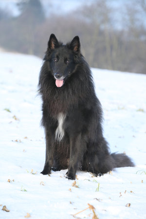 Nice belgian shepherd groenendael looking at you in winterの写真素材