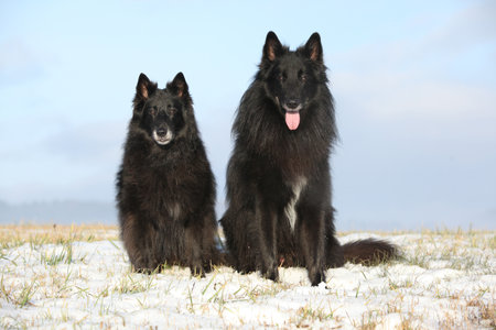 Two belgian shepherds, groenendael, sitting together in winterの写真素材