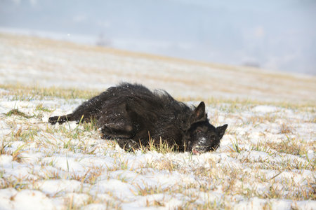 Nice belgian shepherd groenendael roll around in winterの写真素材