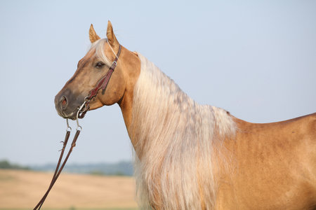 Portrait of amazing quarter horse with long maneの写真素材