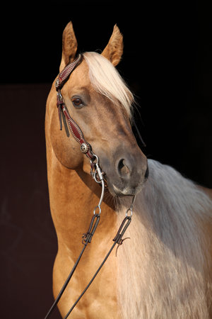 Amazing palomino quarter horse with long mane with black backgroundの写真素材
