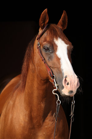 Amazing chestnut quarter horse with western bridle on black backgroundの写真素材