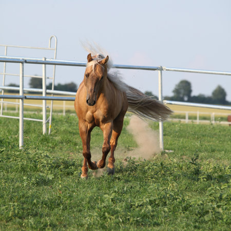 Amazing palomino quarter horse with long mane in movingの写真素材