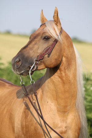 Portrait of amazing quarter horse with long maneの写真素材