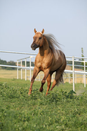 Amazing palomino quarter horse with long mane in movingの写真素材