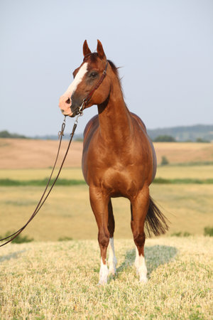 Portrait of nice chestnut quarter horse with western bridleの写真素材