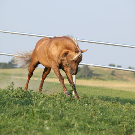 Amazing palomino quarter horse with long mane in movingの写真素材