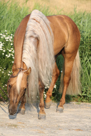 Portrait of amazing quarter horse with long maneの写真素材