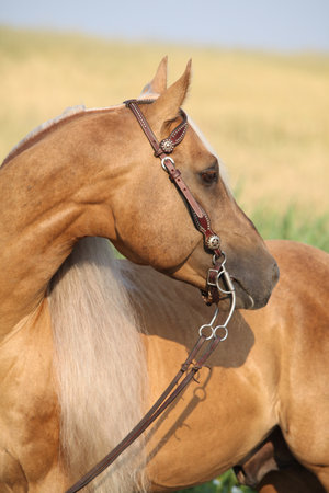 Portrait of amazing quarter horse with long maneの写真素材