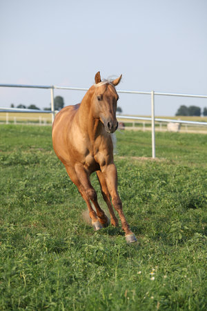Amazing palomino quarter horse with long mane in movingの写真素材
