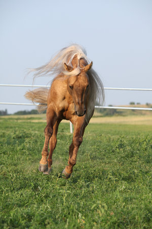 Amazing palomino quarter horse with long mane in movingの写真素材