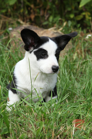 Portrait of Cardigan Welsh Corgi in the garden, sunny summer dayの写真素材