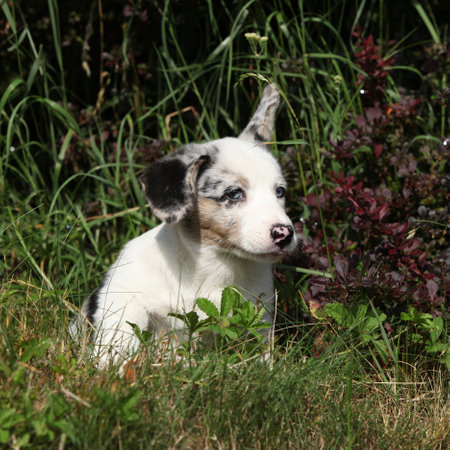 Portrait of Cardigan Welsh Corgi in the garden, sunny summer dayの写真素材